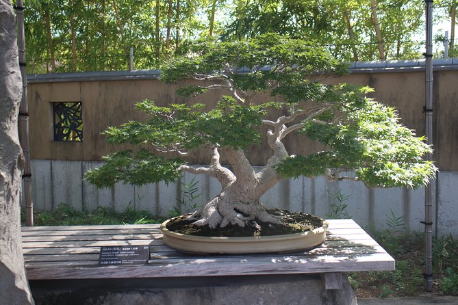 Bonsai Museum & Bonsai Experience - Strolling Through Bonsai Village