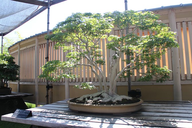 Bonsai Museum & Bonsai Experience - Authenticity and Value