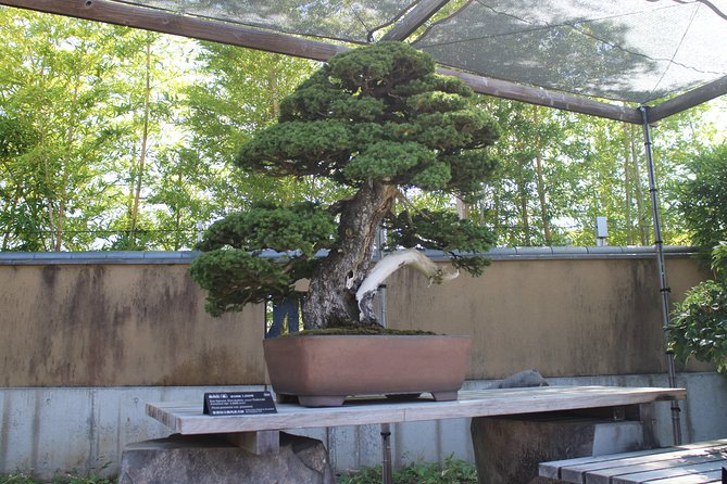 Bonsai Museum & Bonsai Experience - Experience the Serenity of Japan’s Bonsai Culture in Saitama