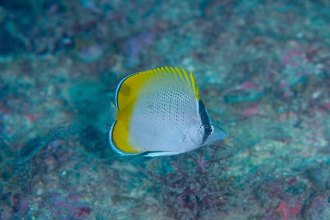 Shared Scuba Diving Trip in Kushimoto - Final Thoughts: Is It Worth It?