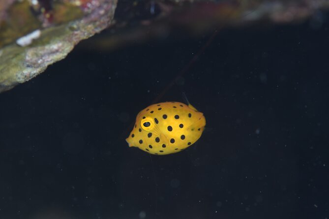 Shared Scuba Diving Trip in Kushimoto - Who Should Consider This Tour?