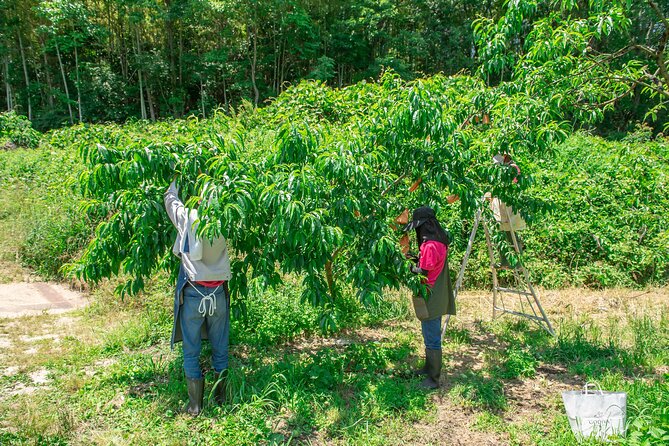 Nakatsu Orchard Fruit Tasting Tour - FAQ