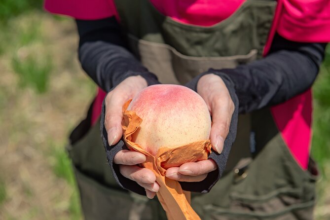 Nakatsu Orchard Fruit Tasting Tour - Key Points