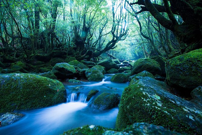 Yakushima Private Island Sights Tour with English Speaking Guide - Why This Tour Offers Great Value
