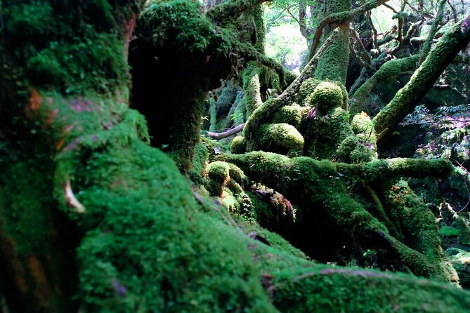 Yakushima Private Island Sights Tour with English Speaking Guide - The Sum Up