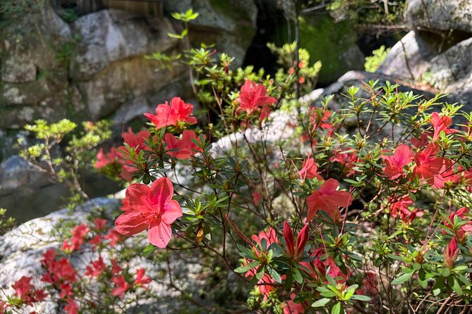 1 Day Shiratani Unsuikyo Adventure - A Detailed Look at the Experience