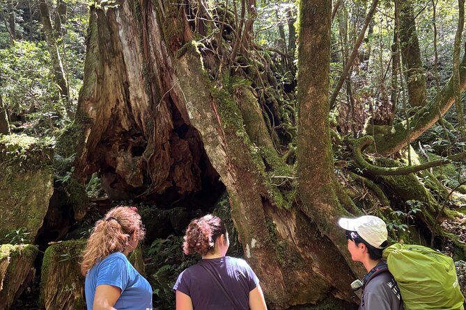 1 Day Shiratani Unsuikyo Adventure - Analyzing the Value