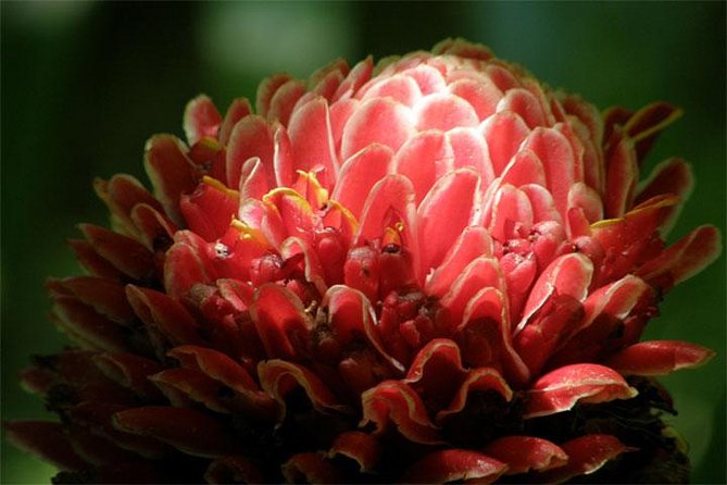 Barbados Small-Group Garden & Wildlife Half-Day Tour - Who Would Love This Tour?