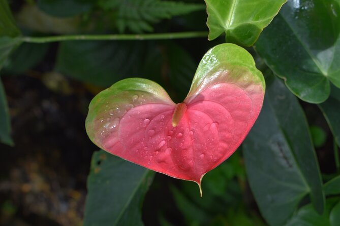 Barbados Small-Group Garden & Wildlife Half-Day Tour - FAQ