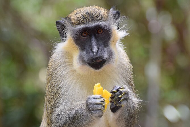 Barbados Small-Group Garden & Wildlife Half-Day Tour - Good To Know