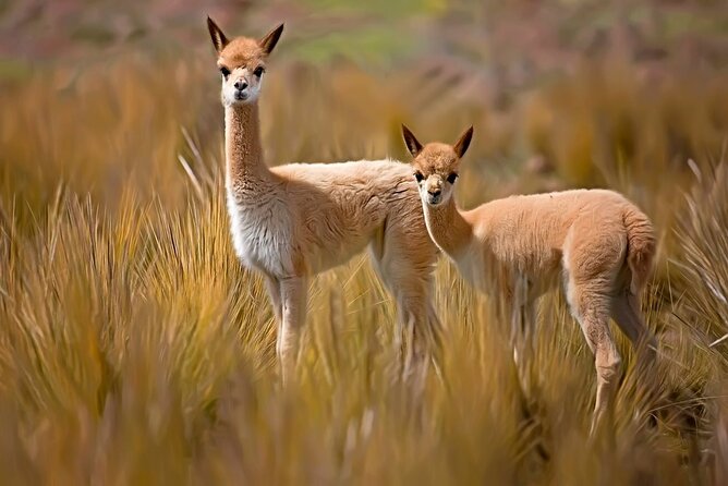 2-Day Tour to the Magical Colca Canyon - Authentic Experiences and Local Culture