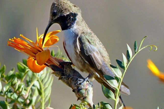 Colca Canyon Sightseeing Tour 2D1N and Transfer to Puno - Discover the Majestic Colca Canyon on a 2-Day Tour from Arequipa