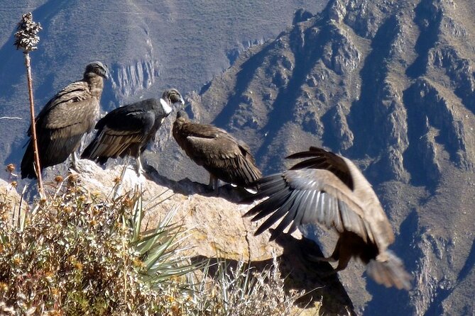 Full day Colca Canyon with Entrances from Arequipa - FAQ