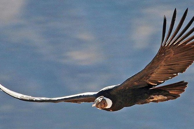 Private Colca Full-Day Tour from Arequipa - Key Points