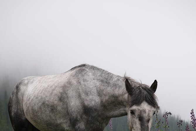 Ala Archa National Park Hike with Local Legend Guide - The Sum Up