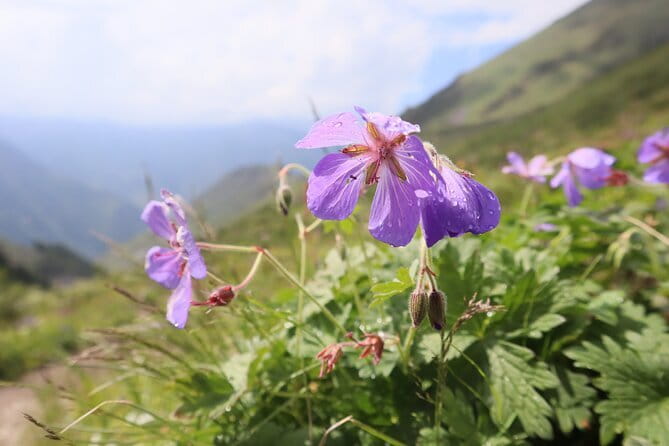 1 day Ala-Archa gorge tour - Good To Know