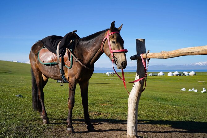 3 Day Horse Tracking to Song Kul Small Group Tour - Authenticity and Traveler Experience