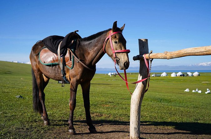 3 Day Horse Tracking to Song Kul Small Group Tour - Accommodation and Meals