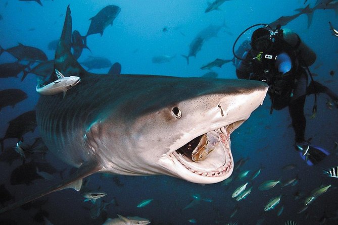 Ultimate Shark Encounter Two Tank Dive at The World Famous Beqa Lagoon - Who Should Consider This Tour?