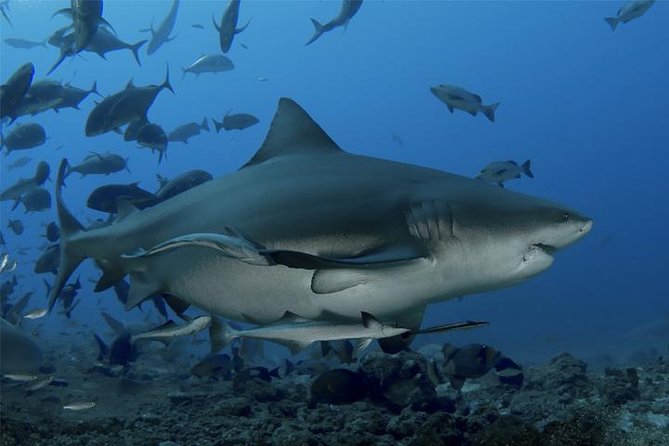 Ultimate Shark Encounter Two Tank Dive at The World Famous Beqa Lagoon - Ultimate Shark Encounter Two Tank Dive at Beqa Lagoon: A Review