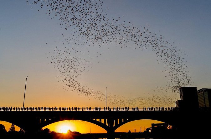 Congress Bridge Kayaking Bat Tour - The Sum Up: Is It Worth It?