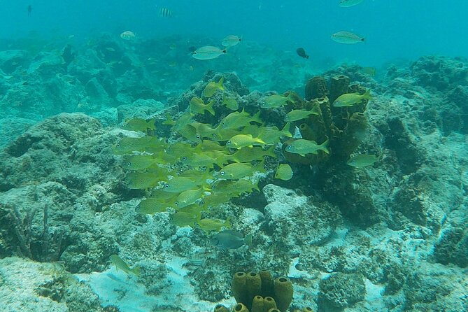 Private Custom Snorkeling and Cruising Experience in Aruba - Who Will Love This Experience?