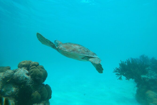 Private snorkel with 2 stops in Aruba - Eco-friendly! - FAQ