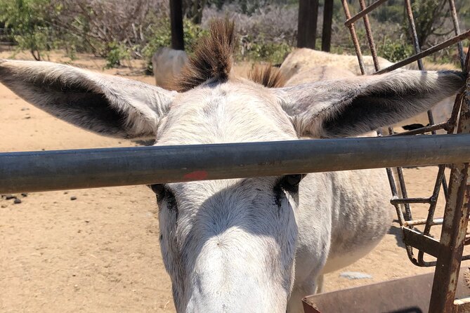 Half day Tour - A Closer Look at the Tour Experience