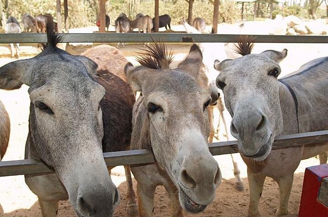 Half-Day Aruba Animal Sanctuary Guided Tour - FAQ