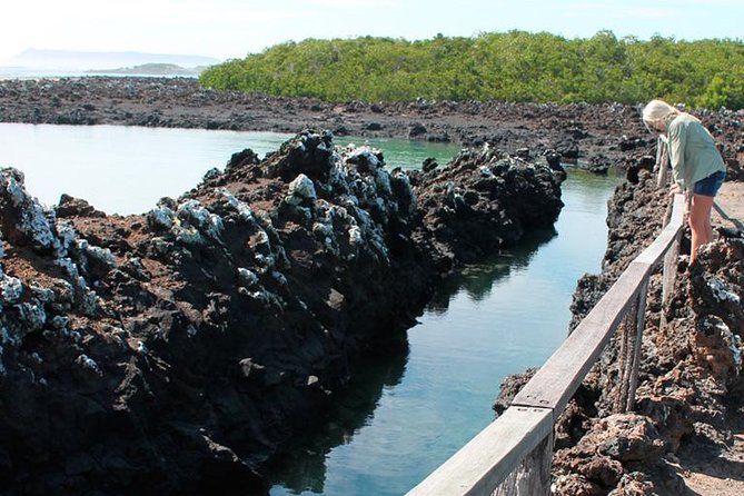 Tour of the city to Isabela + Tintoreras from Santa Cruz - Key Points