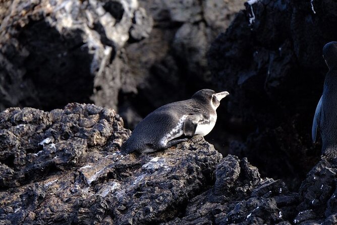 Day Trip to Isabela Island and Tintoreras in Galápagos - Who Should Take This Tour?
