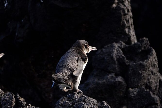 Day Trip to Isabela Island and Tintoreras in Galápagos - Final Thoughts