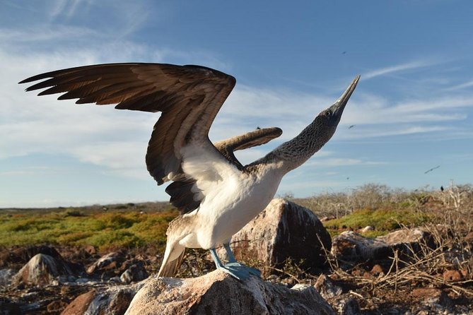 Seymour North Island & Las Bachas Full-Day Tour - Exploring the Itinerary in Detail