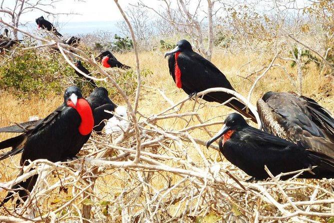 Seymour North Island & Las Bachas Full-Day Tour - Practical Tips for Making the Most of Your Day