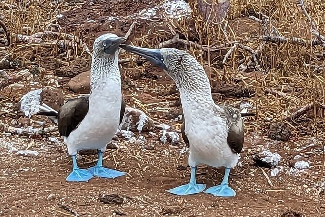 6 Days Galapagos Island Hopping - FAQ