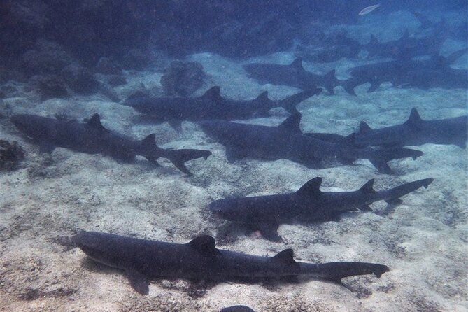 6 Days Galapagos Island Hopping - Key Points