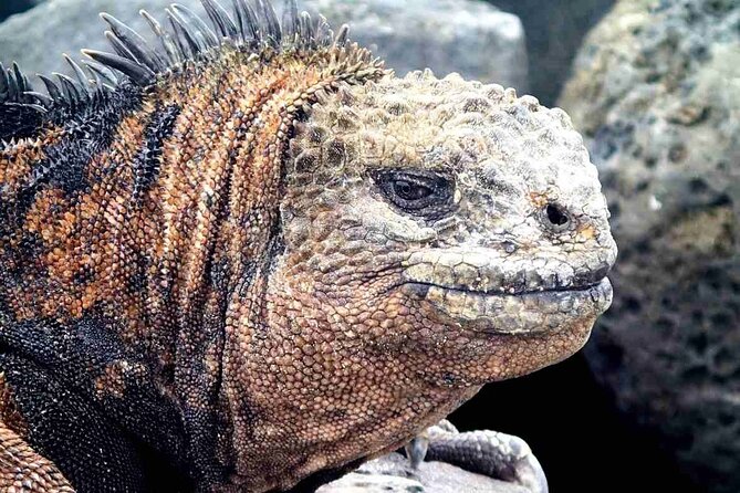 9 Days Galapagos Island Hopping - Who Should Consider This Tour?