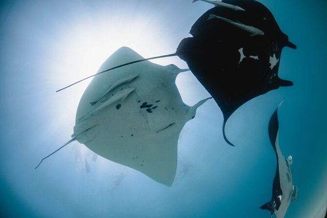 Best of Ningaloo Mantas and More - Why This Tour Is Special