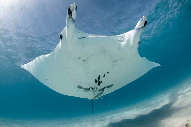 Best of Ningaloo Mantas and More - Price and Value