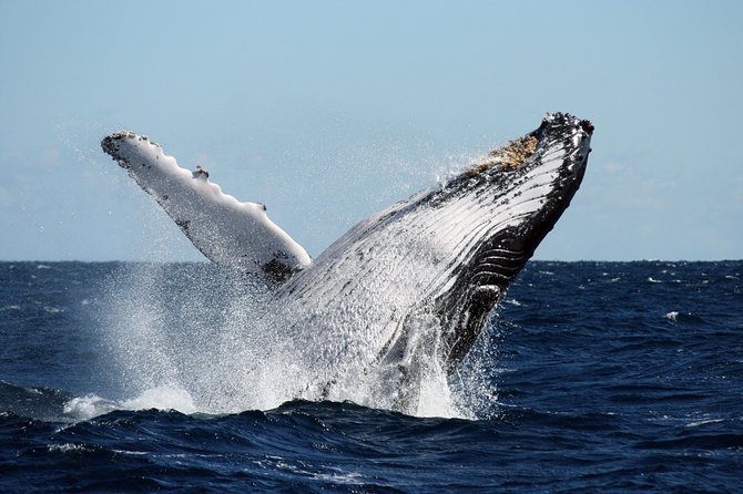 Best of Ningaloo Mantas and More - Final Thoughts