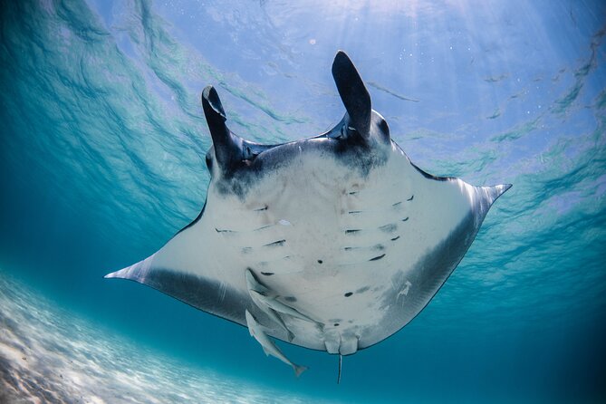 Best of Ningaloo Mantas and More - Good To Know