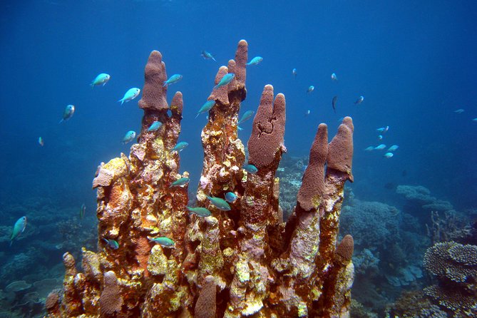 Coral Bay 3-Hour Turtle Ecotour - An In-Depth Look at the Coral Bay Turtle Ecotour