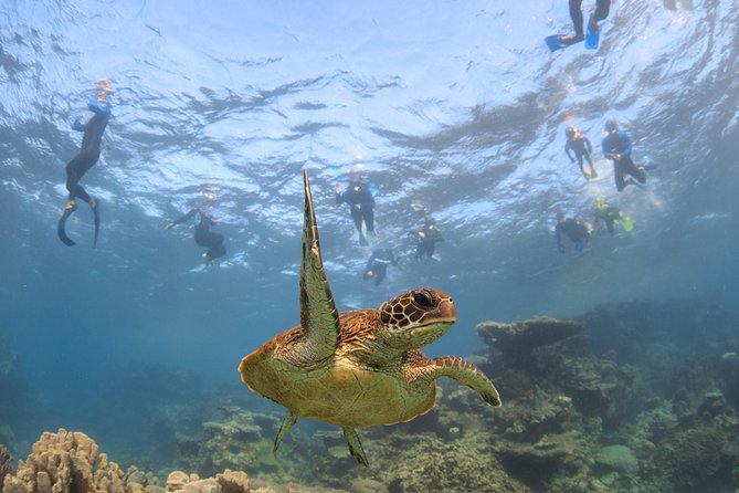 Coral Bay 3-Hour Turtle Ecotour - Key Points