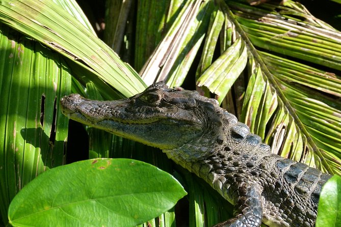 Canoe tour in Tortuguero National Park - Authentic Encounters and Honest Reviews