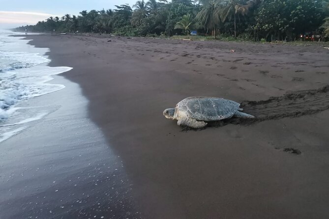 Small Group Tortuguero Turtle Nesting Tour - Key Points