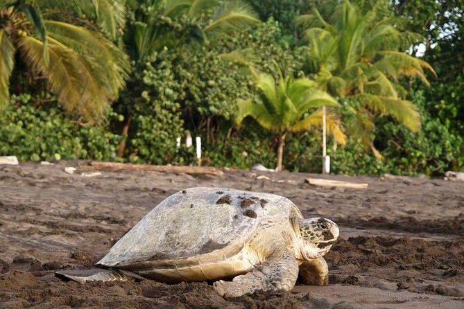 Small Group Tortuguero Turtle Nesting Tour - Who should consider this tour?