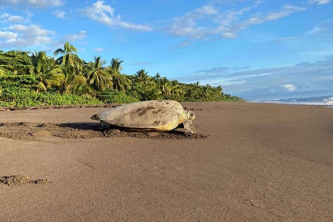 Small Group Tortuguero Turtle Nesting Tour - FAQ