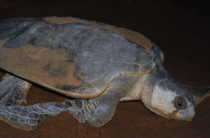 Small Group Tortuguero Turtle Nesting Tour - Final thoughts