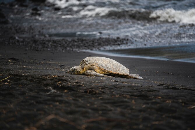 Small Group Tortuguero Turtle Nesting Tour - Small Group Tortuguero Turtle Nesting Tour Review: Witness Nature’s Nighttime Spectacle