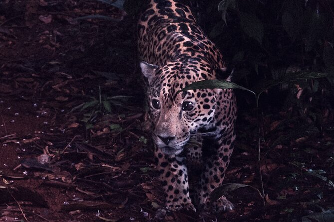 Secret Night Walk in Tortuguero - Exploring the Night in Tortuguero: A Complete Review